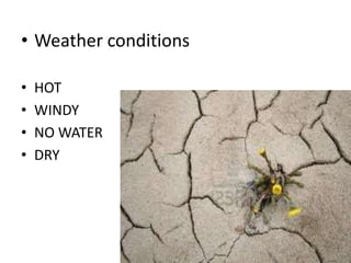 • Weather conditions
• HOT
• WINDY
• NO WATER
• DRY