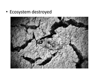 • Ecosystem destroyed