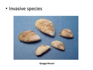 • Invasive species
Quagga Mussel