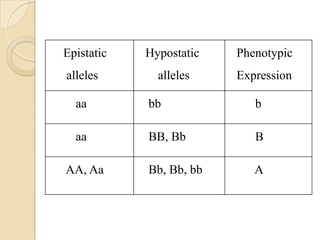 Epistatic   Hypostatic   Phenotypic
alleles       alleles    Expression

  aa        bb              b

  aa        BB, Bb          B

AA, Aa      Bb, Bb, bb      A
 