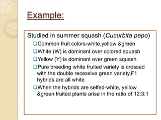 Example:

Studied in summer squash (Cucurbita pepo)
 Common fruit colors-white,yellow &green
 White (W) is dominant over colored squash
 Yellow (Y) is dominant over green squash
 Pure breeding white fruited variety is crossed
  with the double recessive green variety,F1
  hybrids are all white
 When the hybrids are selfed-white, yellow
  &green fruited plants arise in the ratio of 12:3:1
 