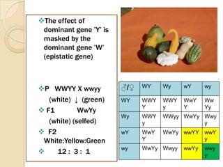 The effect of
 dominant gene ’Y’ is
 masked by the
 dominant gene ’W’
 (epistatic gene)



P WWYY X wwyy          ♂/♀   WY    Wy    wY     wy

   (white) ↓ (green)    WY    WWY   WWY   WwY    Ww
                              Y     y     Y      Yy
 F1         WwYy
                        Wy    WWY   WWyy WwYy Wwy
   (white) (selfed)           y               y
 F2                    wY    WwY   WwYy wwYY wwY
 White:Yellow:Green           Y               y
                        wy    WwYy Wwyy   wwYy   wwy
    12 : 3 : 1                                  y
 