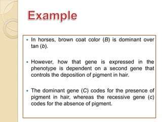    In horses, brown coat color (B) is dominant over
    tan (b).

   However, how that gene is expressed in the
    phenotype is dependent on a second gene that
    controls the deposition of pigment in hair.

   The dominant gene (C) codes for the presence of
    pigment in hair, whereas the recessive gene (c)
    codes for the absence of pigment.
 