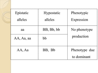 Epistatic    Hypostatic   Phenotypic
 alleles      alleles     Expression

    aa       BB, Bb, bb   No phenotype

AA, Aa, aa   bb           production


 AA, Aa      BB, Bb       Phenotype due
                          to dominant
 