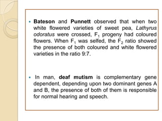    Bateson and Punnett observed that when two
    white flowered varieties of sweet pea, Lathyrus
    odoratus were crossed, F1 progeny had coloured
    flowers. When F1 was selfed, the F2 ratio showed
    the presence of both coloured and white flowered
    varieties in the ratio 9:7.



    In man, deaf mutism is complementary gene
    dependent, depending upon two dominant genes A
    and B, the presence of both of them is responsible
    for normal hearing and speech.
 