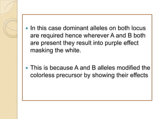    In this case dominant alleles on both locus
    are required hence wherever A and B both
    are present they result into purple effect
    masking the white.

   This is because A and B alleles modified the
    colorless precursor by showing their effects
 