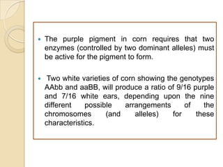    The purple pigment in corn requires that two
    enzymes (controlled by two dominant alleles) must
    be active for the pigment to form.

    Two white varieties of corn showing the genotypes
    AAbb and aaBB, will produce a ratio of 9/16 purple
    and 7/16 white ears, depending upon the nine
    different    possible    arrangements      of   the
    chromosomes        (and     alleles)   for    these
    characteristics.
 
