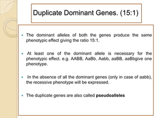 Duplicate Dominant Genes. (15:1)


   The dominant alleles of both the genes produce the same
    phenotypic effect giving the ratio 15:1.

   At least one of the dominant allele is necessary for the
    phenotypic effect. e.g. AABB, AaBb, Aabb, aaBB, aaBbgive one
    phenotype.

    In the absence of all the dominant genes (only in case of aabb),
    the recessive phenotype will be expressed.

   The duplicate genes are also called pseudoalleles
 