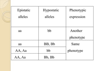 Epistatic   Hypostatic    Phenotypic
  alleles     alleles      expression


  aa            bb         Another
                           phenotype
  aa         BB, Bb         Same
AA, Aa         bb         phenotype
AA, Aa       Bb, Bb
 