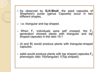   As observed by G.H.Shull, the seed capsules of
    Shepherd’s purse (genus Capsella) occur in two
    different shapes,

   i.e. triangular and top shaped.

    When F1 individuals were self crossed, the F2
    generation showed plants with triangular and top
    shaped capsules in the ratio 15:1

   (A and B) would produce plants with triangular-shaped
    capsules.

   aabb would produce plants with top shaped capsules.F2
    phenotypic ratio 15(triangular) 1(Top shaped).
 