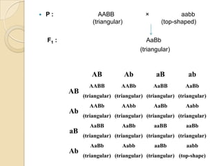    P:                 AABB               ×            aabb
                    (triangular)                (top-shaped)

    F1 :                                   AaBb
                                        (triangular)



                   AB              Ab         aB           ab
                  AABB         AABb           AaBB        AaBb
           AB
                (triangular) (triangular) (triangular) (triangular)
                  AABb          AAbb          AaBb        Aabb
           Ab
                (triangular) (triangular) (triangular) (triangular)
                  AaBB          AaBb          aaBB        aaBb
           aB
                (triangular) (triangular) (triangular) (triangular)
                   AaBb         Aabb          aaBb        aabb
           Ab
                (triangular) (triangular) (triangular) (top-shape)
 