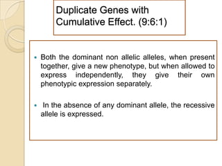 Duplicate Genes with
        Cumulative Effect. (9:6:1)


   Both the dominant non allelic alleles, when present
    together, give a new phenotype, but when allowed to
    express independently, they give their own
    phenotypic expression separately.

   In the absence of any dominant allele, the recessive
    allele is expressed.
 