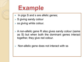   In pigs S and s are allelic genes;
 S giving sandy colour
 ss giving white colour.


   A non-allelic gene R also gives sandy colour (same
    as S) but when both the dominant genes interact
    together, they give red colour.

   Non-allelic gene does not interact with ss
 