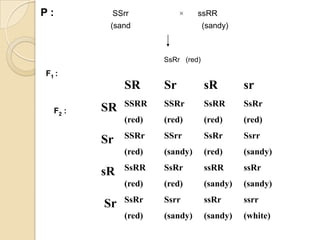 P:        SSrr             ×    ssRR
          (sand                    (sandy)



                      SsRr (red)
F1 :
              SR      Sr           sR        sr
              SSRR    SSRr         SsRR      SsRr
  F2 :   SR
              (red)   (red)        (red)     (red)
              SSRr    SSrr         SsRr      Ssrr
         Sr
              (red)   (sandy)      (red)     (sandy)
              SsRR    SsRr         ssRR      ssRr
         sR
              (red)   (red)        (sandy)   (sandy)
              SsRr    Ssrr         ssRr      ssrr
         Sr
              (red)   (sandy)      (sandy)   (white)
 