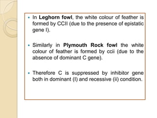    In Leghorn fowl, the white colour of feather is
    formed by CCII (due to the presence of epistatic
    gene I).

   Similarly in Plymouth Rock fowl the white
    colour of feather is formed by ccii (due to the
    absence of dominant C gene).

   Therefore C is suppressed by inhibitor gene
    both in dominant (I) and recessive (ii) condition.
 
