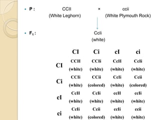    P:           CCII              ×              ccii
           (White Leghorn)                (White Plymouth Rock)


   F1 :                        CcIi
                               (white)

                     CI         Ci            cI         ci
                     CCII       CCIi         CcII       CcIi
              CI
                    (white)   (white)       (white)   (white)
                     CCIi       CCii         CcIi       Ccii
              Ci
                    (white)   (colored)     (white)   (colored)
                     CcII       CcIi         ccII       ccIi
              cI
                    (white)   (white)       (white)   (white)
                     CcIi       Ccii         ccIi       ccii
              ci
                    (white)   (colored)     (white)   (white)
 