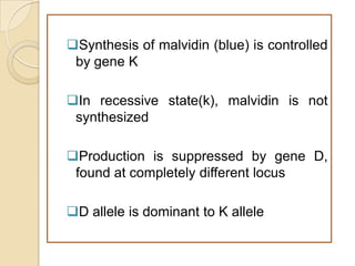 Synthesis of malvidin (blue) is controlled
 by gene K

In recessive state(k), malvidin is not
 synthesized

Production is suppressed by gene D,
 found at completely different locus

D allele is dominant to K allele
 