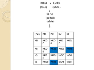 KKdd     x kkDD
     (blue)        (white)
             ↓
           KkDd
          (selfed)
           (white)
              ↓

♂/♀ KD            Kd    kD     kd

KD     KKD        KKD   KkD    KkDd
       D          d     D

Kd     KKD        KKdd KkDd Kkdd
       d
kD     KkD        KkDd kkDD kkDd
       D
kd     KkDd Kkdd        kkDd   kkdd
 