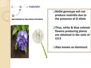 KkDd genotype will not
 produce malvidin due to
 the presence of D allele

Thus, white & blue colored
 flowers producing plants
 are obtained in the ratio of
 13:3

Also known as dominant
 