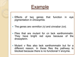 Example

   Effects of two genes that         function   in   eye
    pigmentation in Drosophila.

   The genes are vermilion (v) and cinnabar (cn).

   Flies that are mutant for cn lack xanthommatin.
    They have bright red eyes because of the
    drosopterin.

   Mutant v flies also lack xanthommatin but for a
    different reason. In these flies the pathway is
    blocked because there is no functional V enzyme.
 