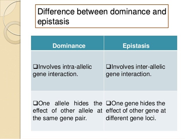 What is the difference between dominant and recessive alleles?