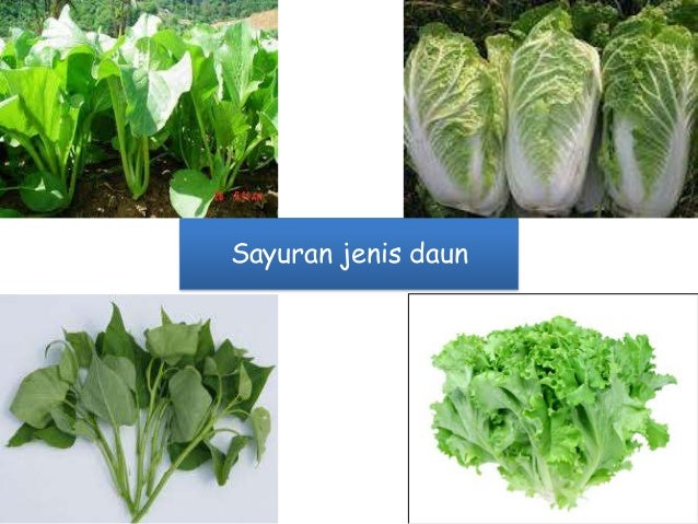 Sayuran Berdaun Hijau Bayam Amaranthus Viridis Amaranthus Dubius Love Lies Bleeding Chard Amaranth Leaves Daun Sayur Makanan Daun Png Pngwing