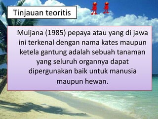 Tinjauan teoritis

 Muljana (1985) pepaya atau yang di jawa
 ini terkenal dengan nama kates maupun
  ketela gantung adalah sebuah tanaman
        yang seluruh organnya dapat
     dipergunakan baik untuk manusia
              maupun hewan.
 