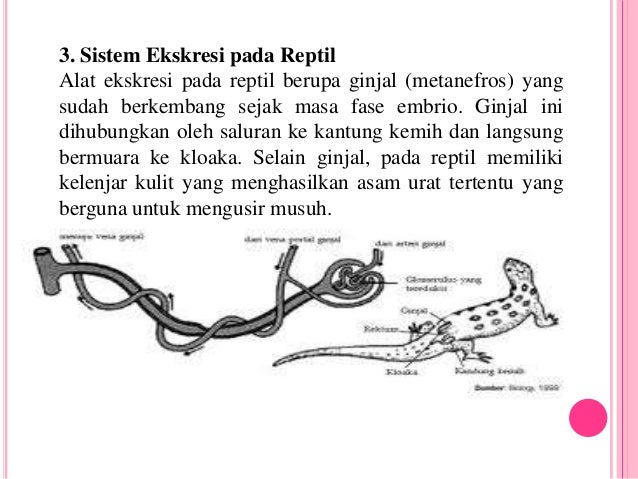 Unduh 990 Gambar Ginjal Reptil Paling Bagus HD