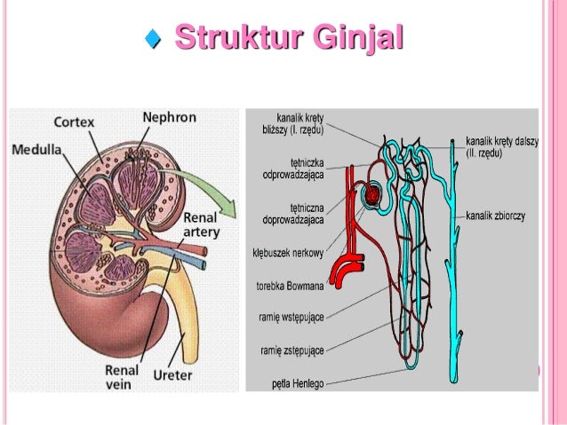 Unduh 5100 Gambar Ginjal Dan Salurannya Terbaik Gratis HD