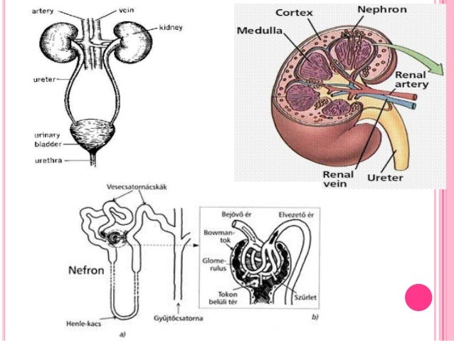 Contoh Soal Essay Tentang Ginjal Dikdasmen