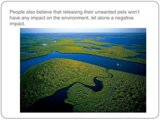 Environmental Impact of Invasive Species on The Florida Everglades | PPTX
