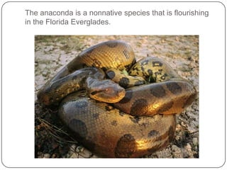 Environmental Impact of Invasive Species on The Florida Everglades | PPTX