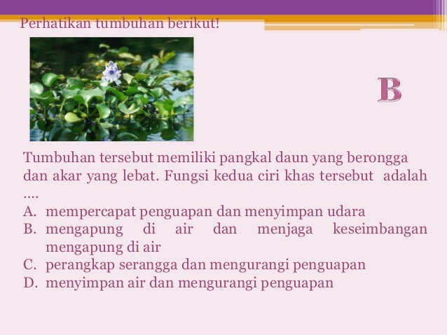 Unduh 9500 Gambar Eceng Gondok Beserta Ciri Khususnya Terbaik Gratis HD