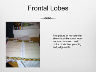 Frontal Lobes


        This picture of my calendar
        shows how the frontal lobes
        are used in speech and
        motor production, planning
        and judgements.
 