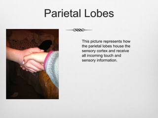 Parietal Lobes

       This picture represents how
       the parietal lobes house the
       sensory cortex and receive
       all incoming touch and
       sensory information.
 