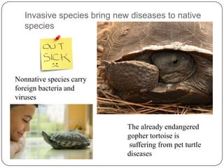 Invasive Species in The Florida Everglades | PPTX