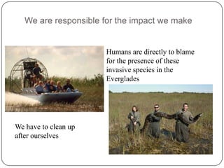 Invasive Species in The Florida Everglades | PPTX