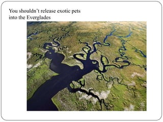Invasive Species in The Florida Everglades | PPTX