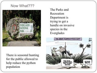 Invasive Species in The Florida Everglades | PPTX