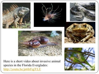 Invasive Species in The Florida Everglades | PPTX