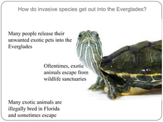 Invasive Species in The Florida Everglades | PPTX