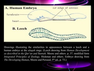 Drawings illustrating the similarities in appearances between a leech and a
human embryo at the alaqah stage. (Leech drawing from Human Development
as described in the Qur’an and Sunnah, Moore and others. p. 37. modified form
Integrated Principles of Zoology, Hickman and others. Embryo drawing from
The Developing Human, Moore and Persaud, 5th ed., p. 73.)
 