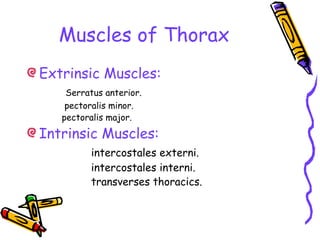 Muscles of Thorax
Extrinsic Muscles:
Serratus anterior.
pectoralis minor.
pectoralis major.
Intrinsic Muscles:
intercostales externi.
intercostales interni.
transverses thoracics.
 