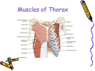 Muscles of Thorax
 