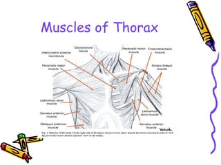 Muscles of Thorax
 