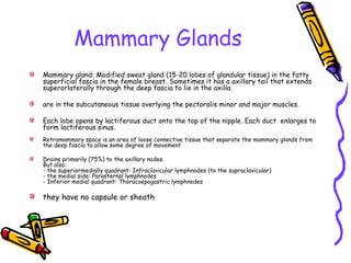 Mammary Glands
Mammary gland: Modified sweat gland (15-20 lobes of glandular tissue) in the fatty
superficial fascia in the female breast. Sometimes it has a axillary tail that extends
superorlaterally through the deep fascia to lie in the axilla.
are in the subcutaneous tissue overlying the pectoralis minor and major muscles.
Each lobe opens by lactiferous duct onto the top of the nipple. Each duct enlarges to
form lactiferous sinus.
Retromammary space is an area of loose connective tissue that separate the mammary glands from
the deep fascia to allow some degree of movement
Drains primarily (75%) to the axillary nodes.
But also:
- the superiormedially quadrant: Infraclavicular lymphnodes (to the supraclavicular)
- the medial side: Parasternal lymphnodes
- Inferior medial quadrant: Thoracoepogastric lymphnodes
they have no capsule or sheath
 