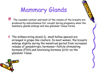 Mammary Glands
The rounded contour and most of the volume of the breasts are
produced by subcutaneous fat, except during pregnancy when the
mammary glands enlarge and new glandular tissue forms.
The milksecreting alveoli (L. small hollow spaces) are
arranged in grape-like clusters. In most women, the breasts
enlarge slightly during the menstrual period from increased
release of gonadotropic hormones—follicle-stimulating
hormone (FSH) and luteinizing hormone (LH)—on the
glandular tissue.
 