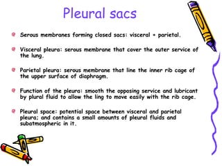 Pleural sacs
Serous membranes forming closed sacs: visceral + parietal.
Visceral pleura: serous membrane that cover the outer service of
the lung.
Parietal pleura: serous membrane that line the inner rib cage of
the upper surface of diaphragm.
Function of the pleura: smooth the opposing service and lubricant
by plural fluid to allow the ling to move easily with the rib cage.
Pleural space: potential space between visceral and parietal
pleura; and contains a small amounts of pleural fluids and
subatmospheric in it.
 