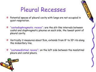 Pleural Recesses
Potential spaces of pleural cavity with lungs are not occupied in
quiet respiration.
“costodiaphragmatic recess”; are the slit-like intervals between
costal and diaphragmatic pleurae on each side, the lowest point of
pleural cavity.
Vertically it measures about 5cm, extends from 8th
to 10th
rib along
the midaxillary line.
“costomedistinal recess”; on the left side between the medistinal
pleura and costal pleura.
 