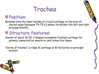 Trachea
Position:
Extends from the lower bordes of cricoid cartilage to the level of
sternal angle (between T4-T5 V.) where its divides into left and right
principal bronchi.
Structure features:
Consist of about 16-20 C-shaped incomplete tracheal cartilage for
patency connected by smooth m. and connective tissue.
“Carina of trachea”; a ridge of cartilage at Bi-furication at principal
bronchi.
 